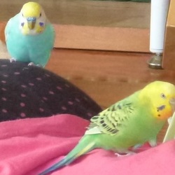 女子会に♂参加