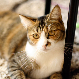 アンニュイ美人顔の縞三毛【ミー】