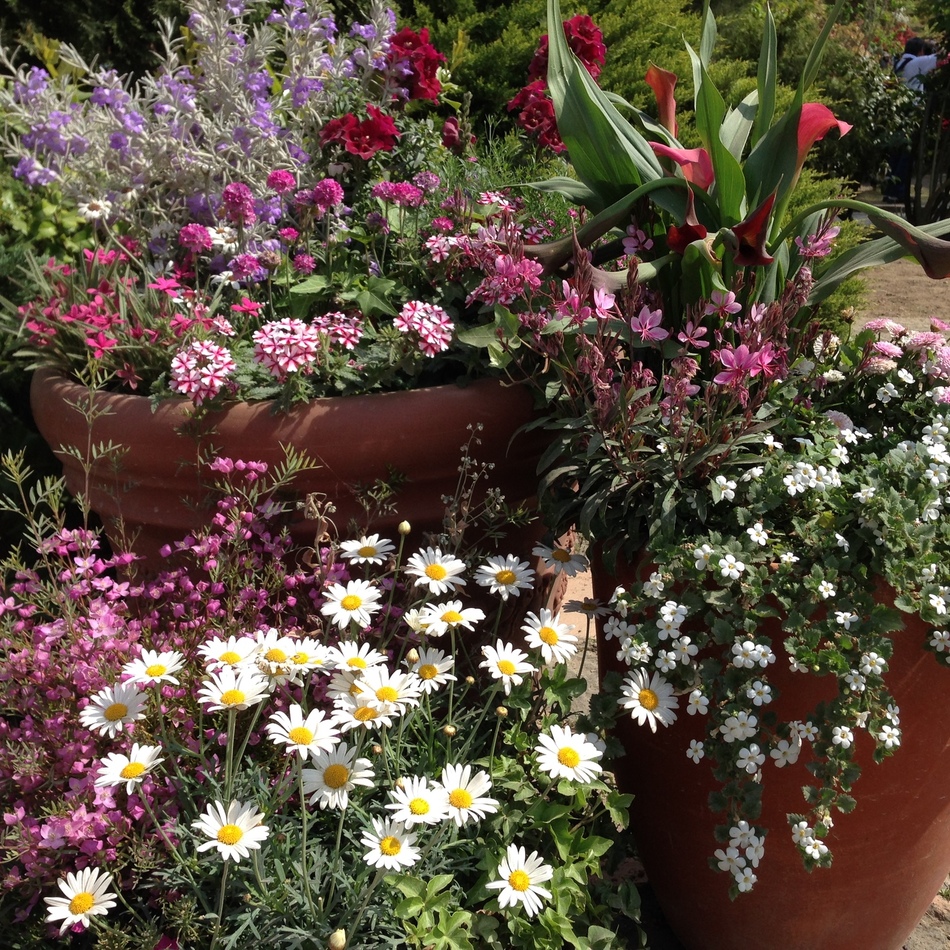 小町のカバー写真