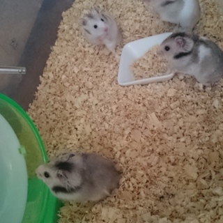 ハムスターの里親募集です。