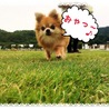 peco※peco