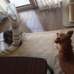 ニャンコとワンコ