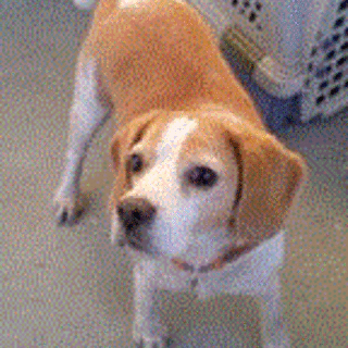 とっても大人しいビーグル