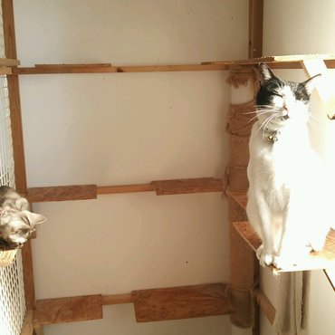 先輩猫のケージで一緒に日向ぼっこ♪