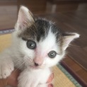 水玉模様の子猫ちゃん