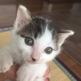 水玉模様の子猫ちゃん
