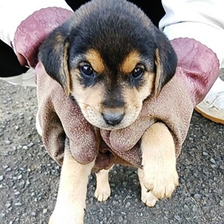 それぞれ譲渡先が決まりました！！