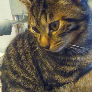 軽井沢の猫達④　黒キジトラ　オス3ヵ月