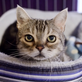 アメショーのハルさん　里親様募集！ 