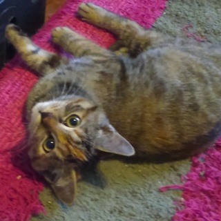 軽井沢の猫達⑤　茶キジトラ　メス3ヵ月