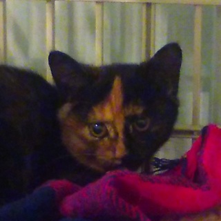 軽井沢の猫達⑥　十字架を持った子猫　メス3ヵ月