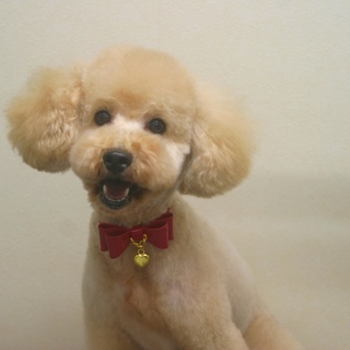 甘えん坊のトイプードル女の子