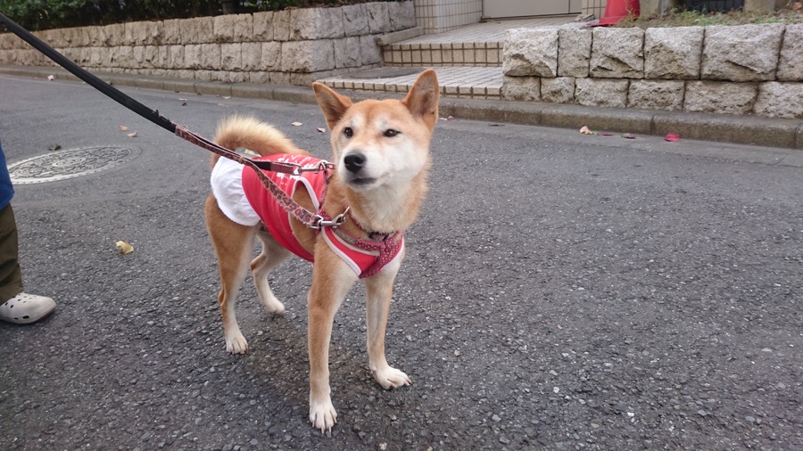 おとなしい柴犬 まりちゃん 埼玉県 犬の里親募集 387 ペットのおうち 月間利用者150万人