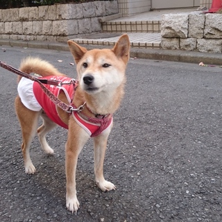 おとなしい柴犬☆まりちゃん