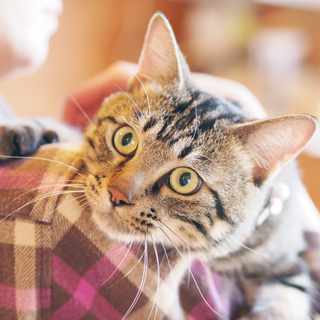 トラ（仮）の飼い主さま募集