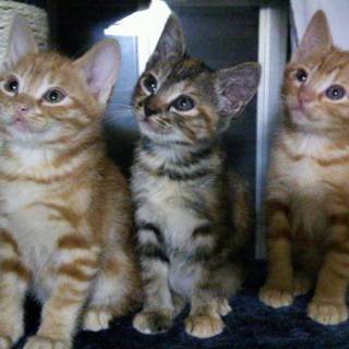 ★茶トラ２匹＆サビ柄兄弟★