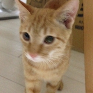 里親決定!! 去勢済み茶トラ子猫（オス）♪ 