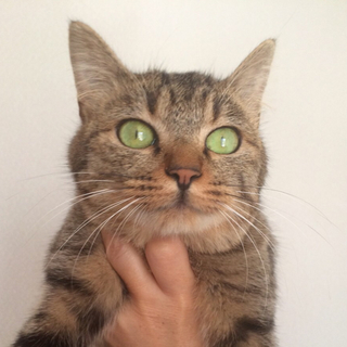 膝に乗る甘えん坊のキジの女の子♪　（交渉中です）