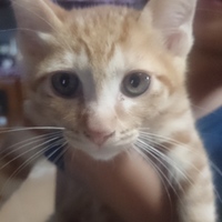 3人兄弟の末っ子