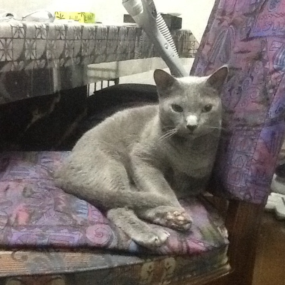 チボウのカバー写真