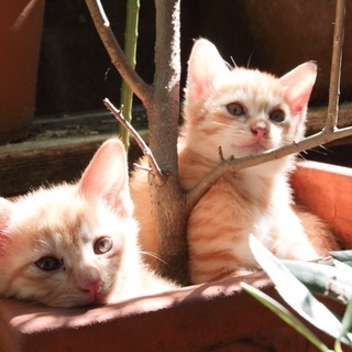 子猫の里親様募集中です！