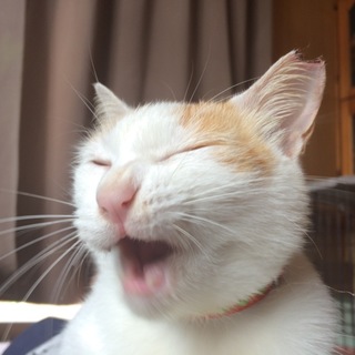 成猫さんの里親さん募集中