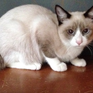 ぬいぐるみみたいです。