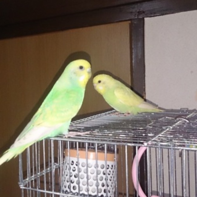 2式のカバー写真