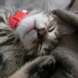 名前はまだニャい「良い夢を」