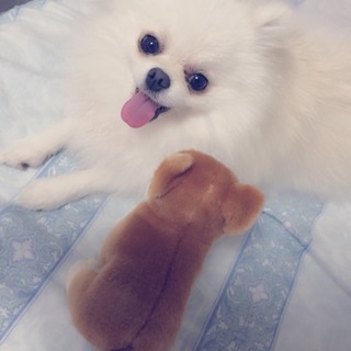 里親さん、探しています。ポメラニアンの女の子です。