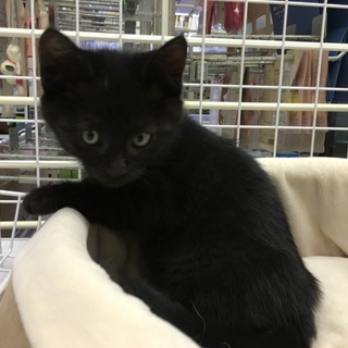亡くなった母猫に寄り添っていた子猫☆２カ月、男の子