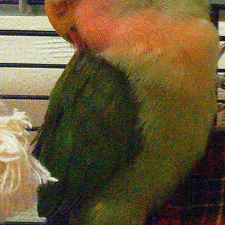 【決定】コザクラ(ラブバード)幼～ 男の子