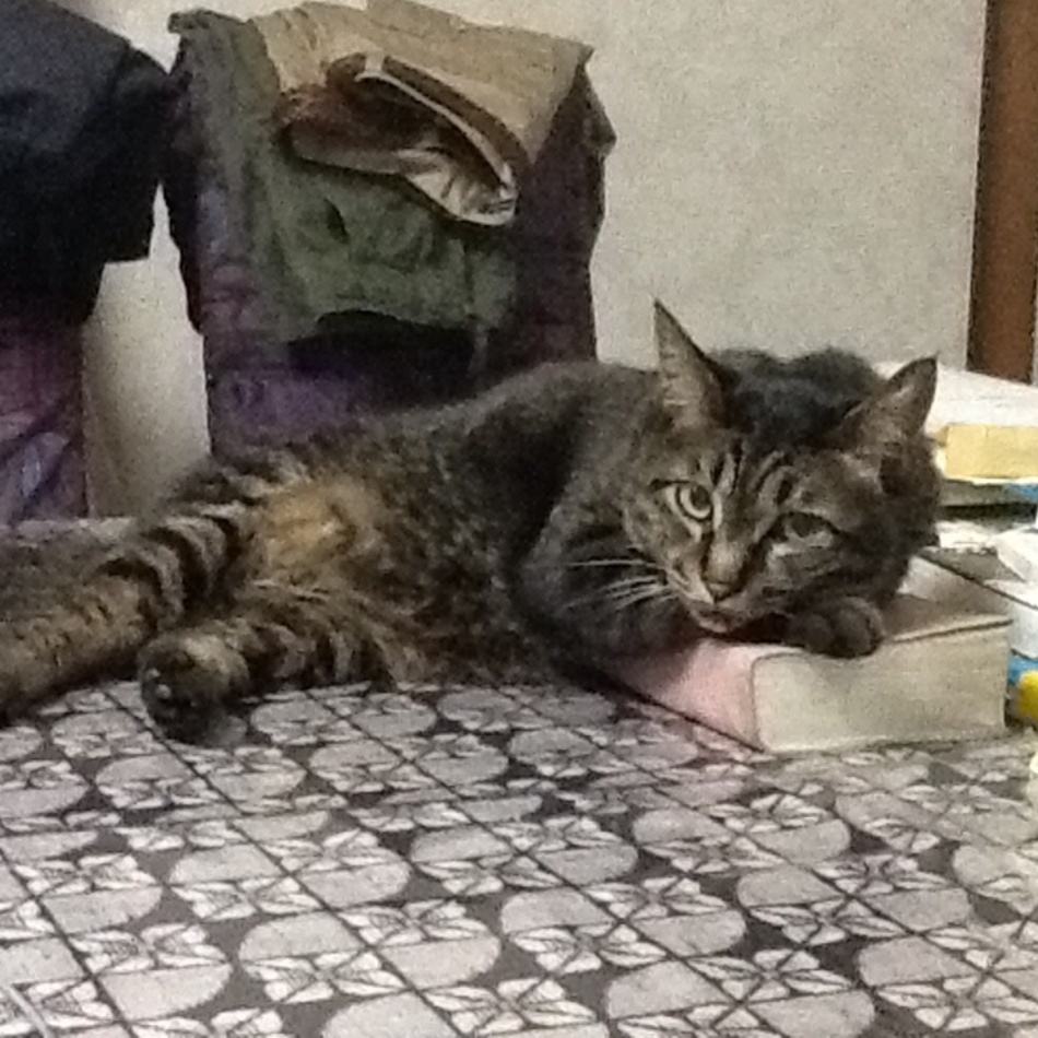 オジャのカバー写真