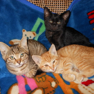 約二ヶ月齢3ニャン里親さん募集中 in和歌山