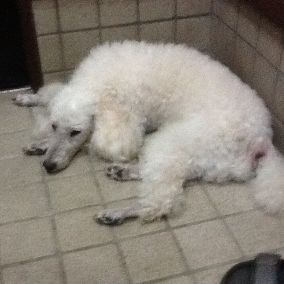 ドロップちゃんのカバー写真