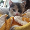 めちゃくちゃ可愛い子猫を保護しました。