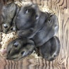 ジャンガリアンハムスターの里親探してます サムネイル1