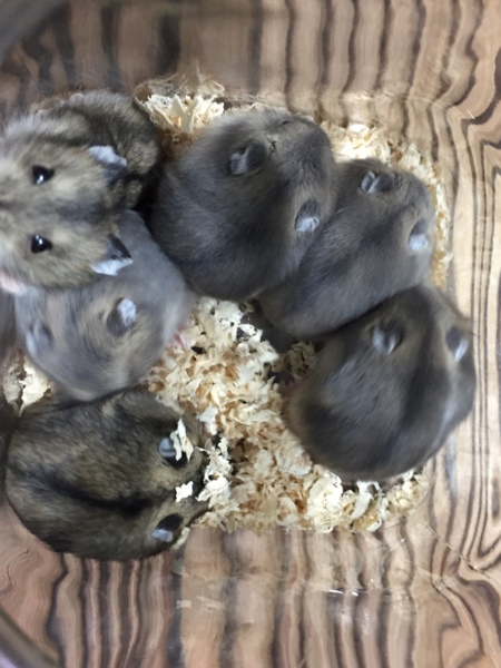 ジャンガリアンハムスターの里親探してます サムネイル2