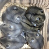 ジャンガリアンハムスターの里親探してます サムネイル3