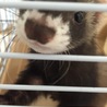 可愛がってくれる方 サムネイル2