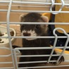 可愛がってくれる方 サムネイル3
