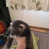 可愛がってくれる方 サムネイル5