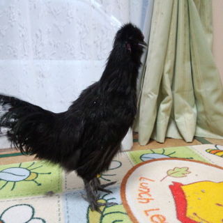 黒烏骨鶏のオス2羽