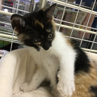 亡くなった母猫に寄り添っていた子猫☆２カ月、女の子