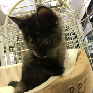 亡くなった母猫に寄り添っていた子猫☆２カ月、女の子