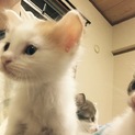 子猫