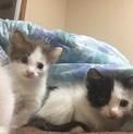 子猫