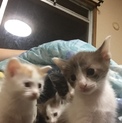 子猫