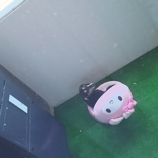 可愛いダックス♀