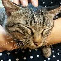 チコリ